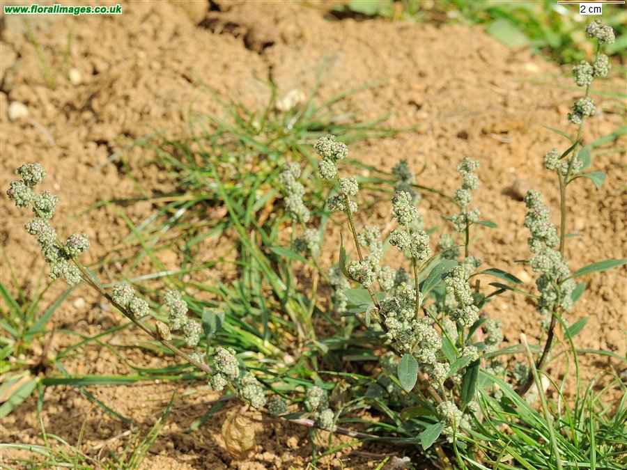 Chenopodium album