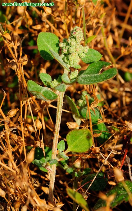 Chenopodium vulvaria