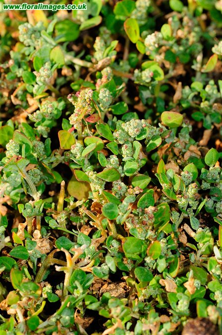 Chenopodium vulvaria