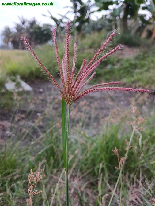 Chloris barbata