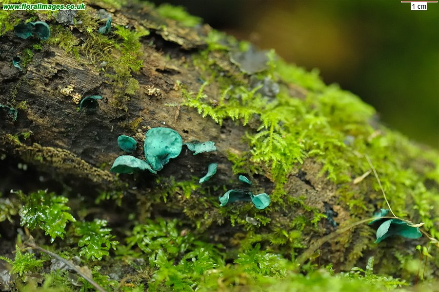 Chlorociboria aeruginascens