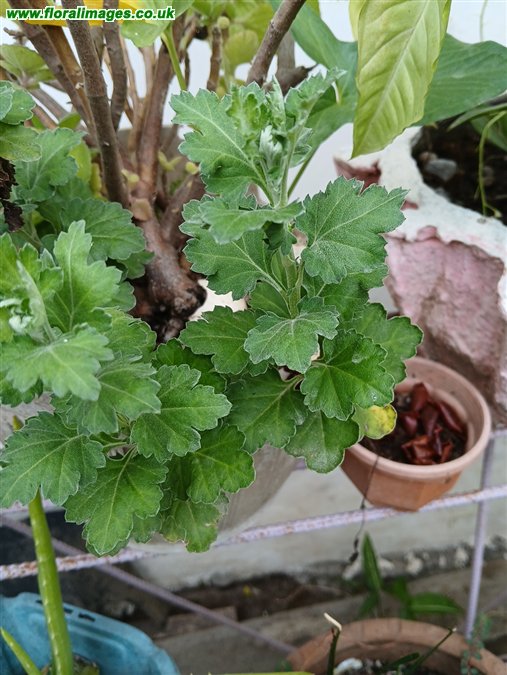 Chrysanthemum indicum