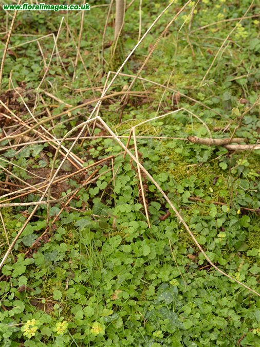 Abies procera