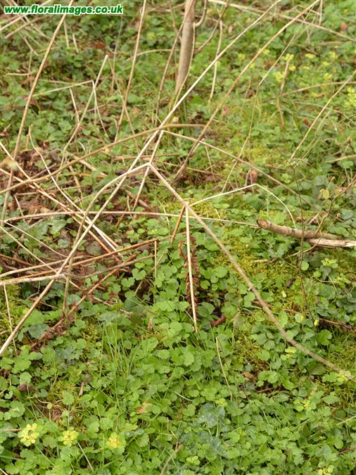Chrysosplenium alternifolium