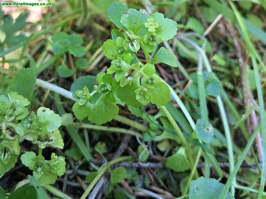 Chrysosplenium oppositifolium