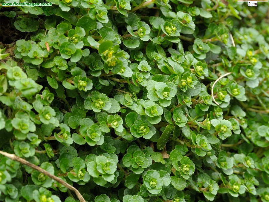 Chrysosplenium oppositifolium
