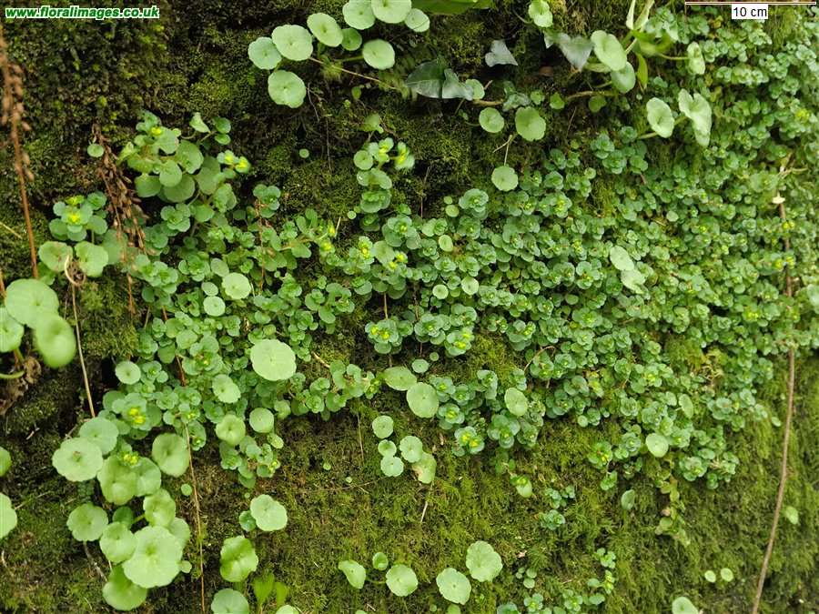 Chrysosplenium oppositifolium and Umbilicus rupestris