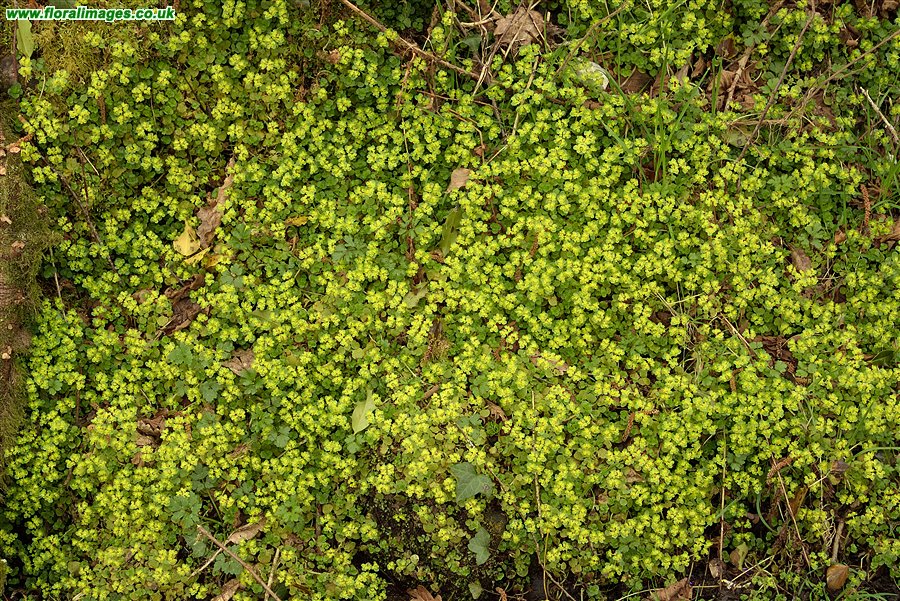 Chrysosplenium oppositifolium