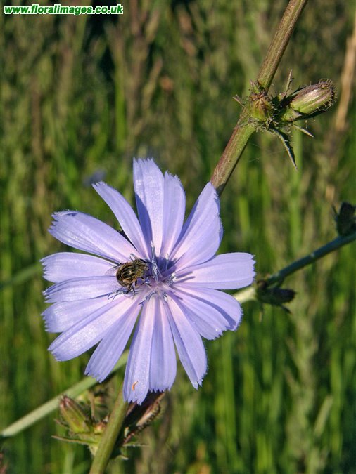 Cichorium intybus