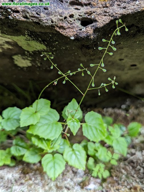 Circaea alpina