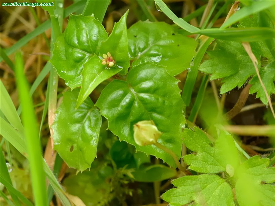 Circaea alpina