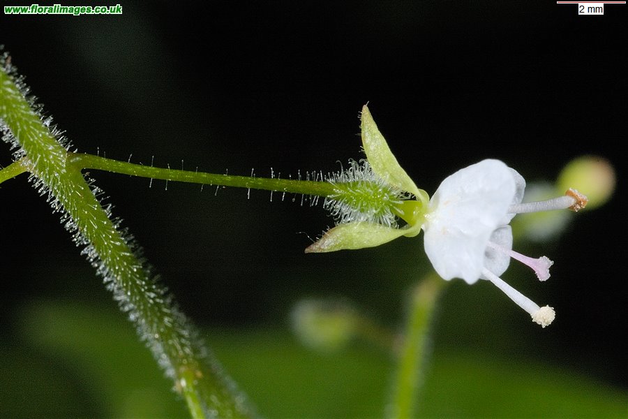 Circaea lutetiana