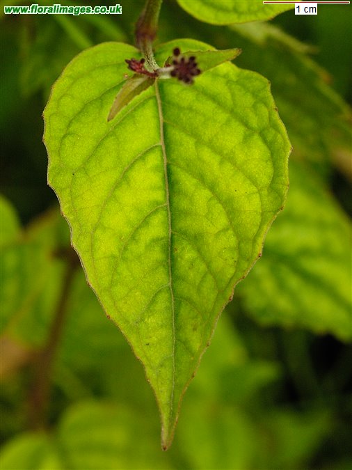 Circaea x intermedia