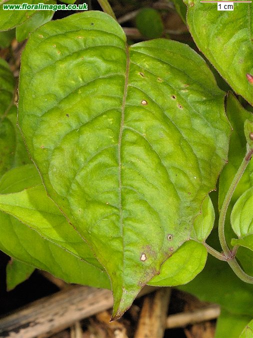 Circaea x intermedia