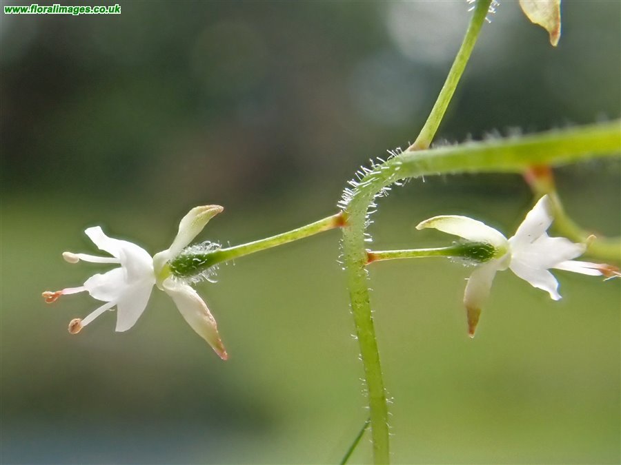 Circaea x intermedia