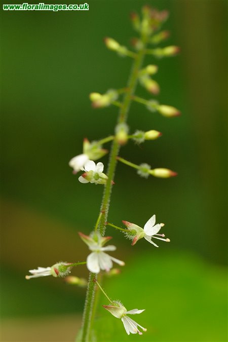 Circaea x intermedia