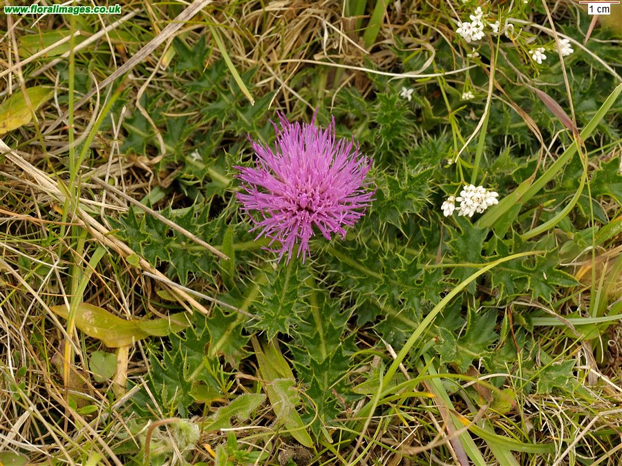 Cirsium acaule