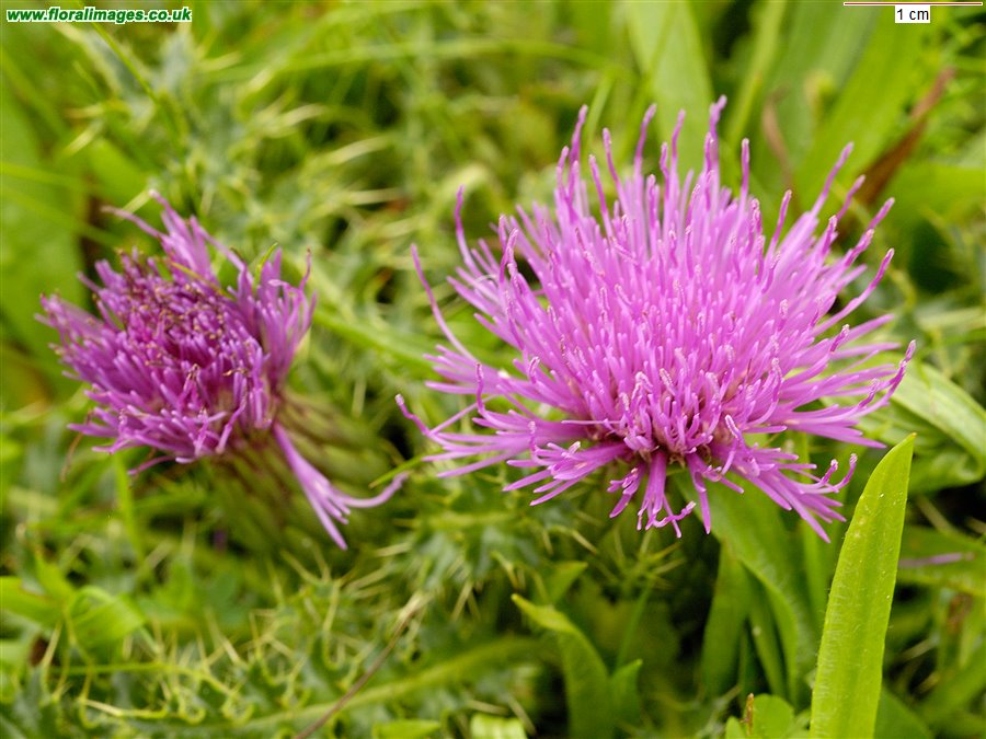 Cirsium acaule