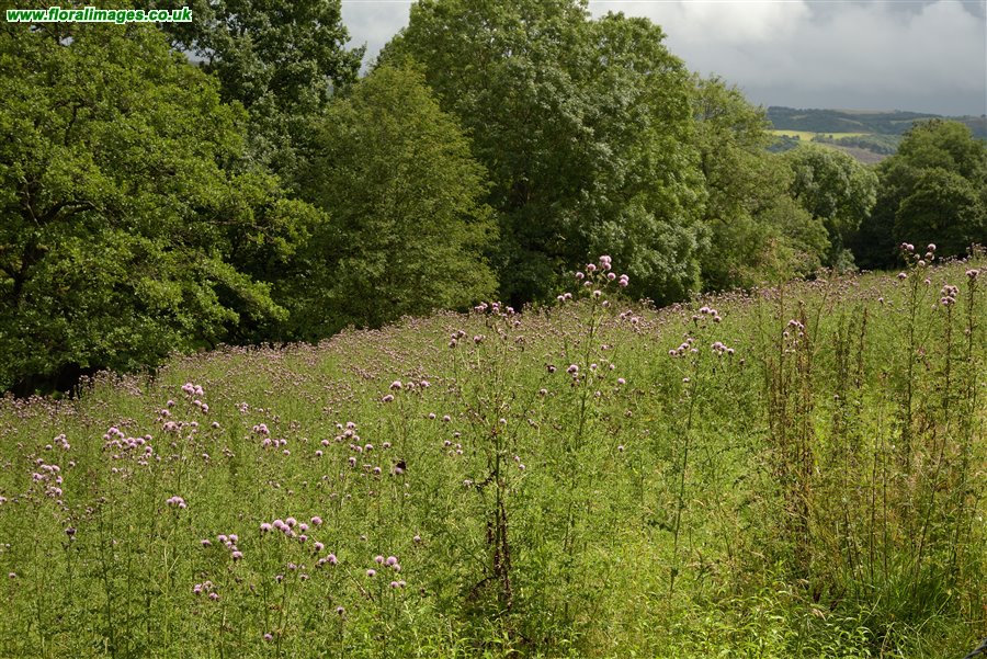 Cirsium arvense