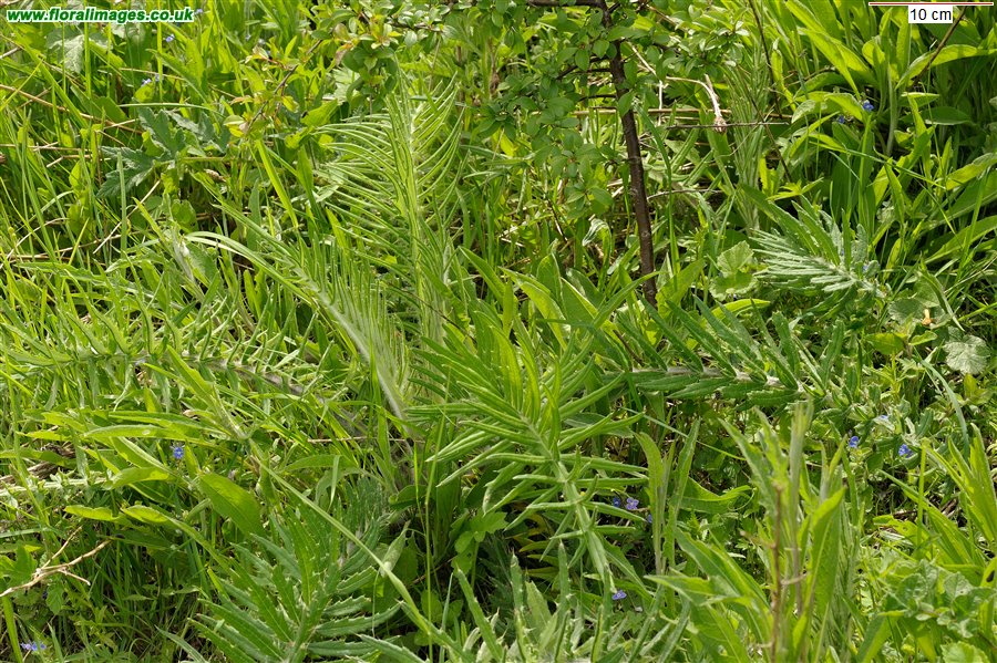 Cirsium eriophorum