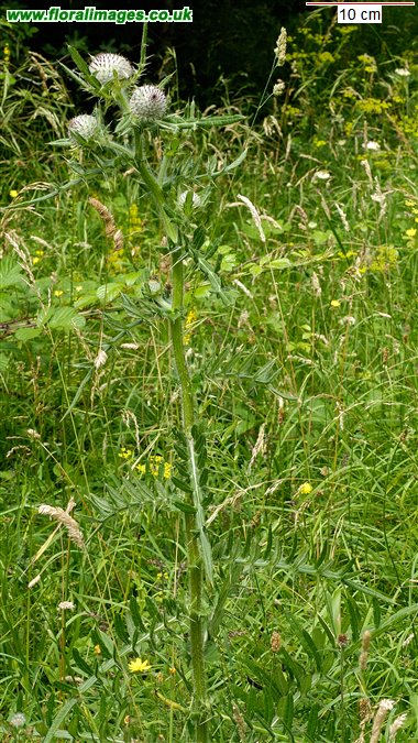 Cirsium eriophorum