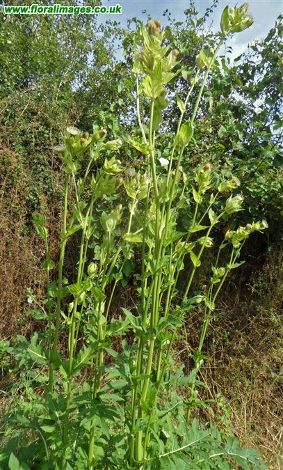 Cirsium oleraceum