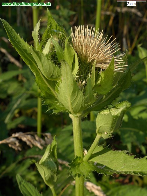 Cirsium oleraceum