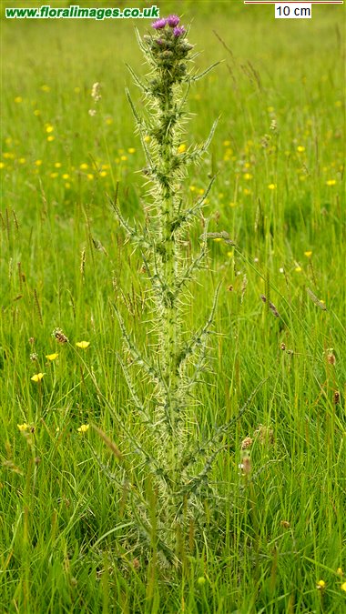 Cirsium palustre