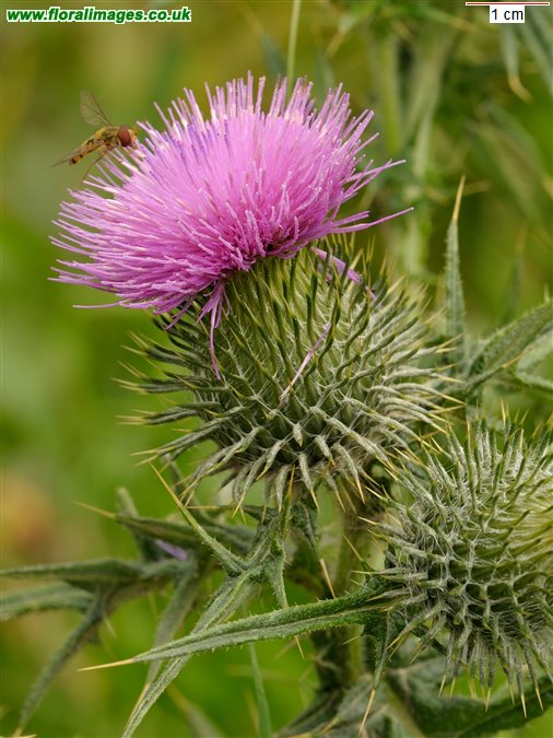 Cirsium vulgare