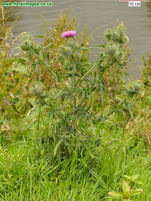 Cirsium vulgare