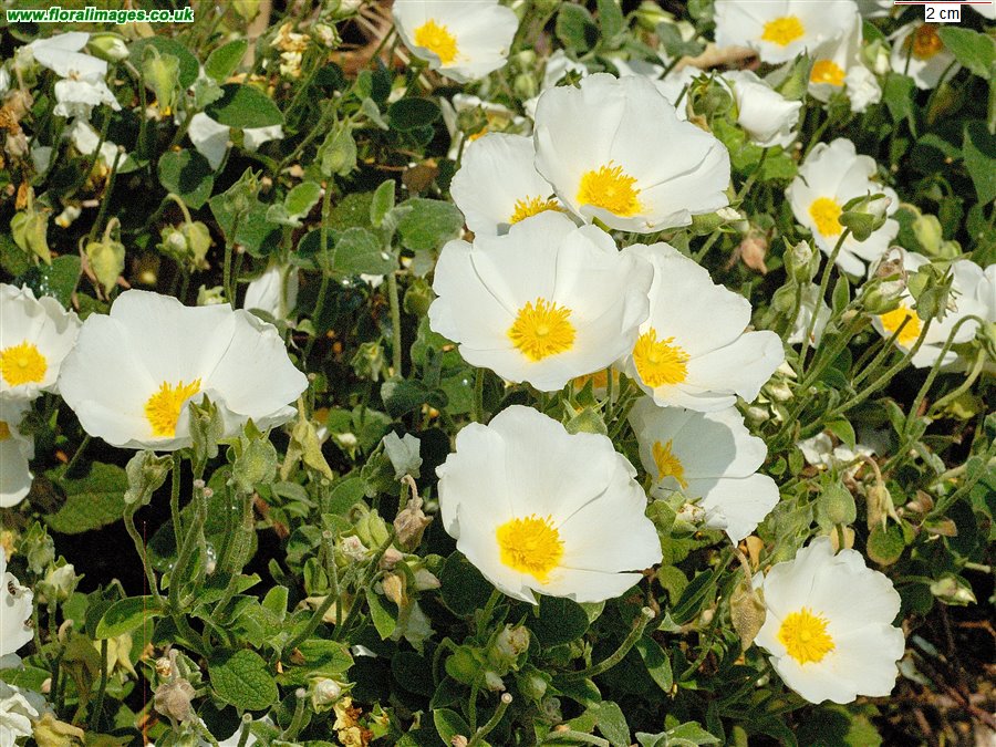 Cistus salviifolius