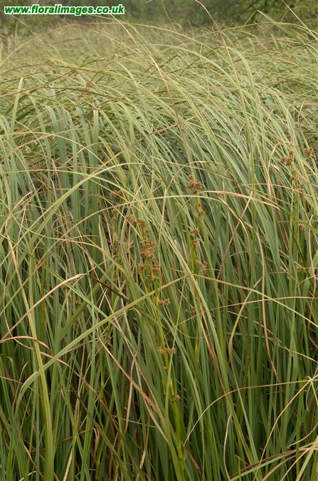 Cladium mariscus
