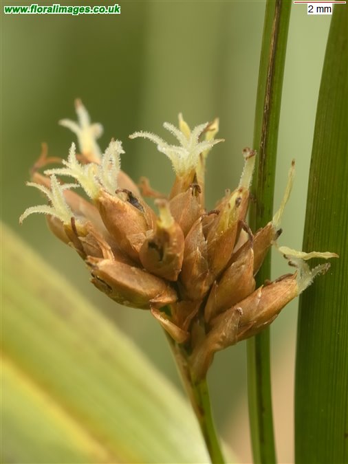 Cladium mariscus