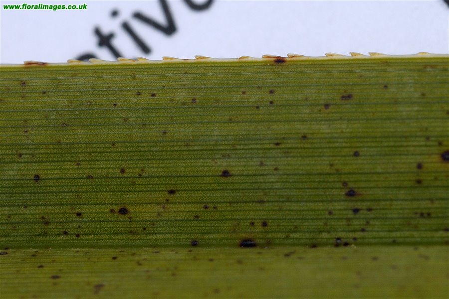 Cladium mariscus