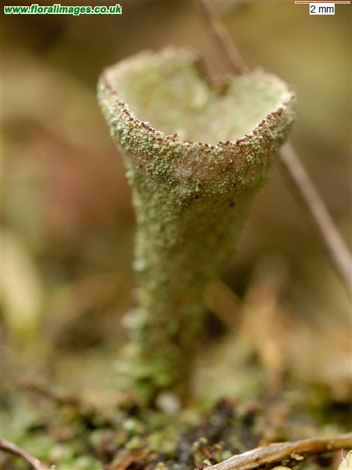 Cladonia fimbriata