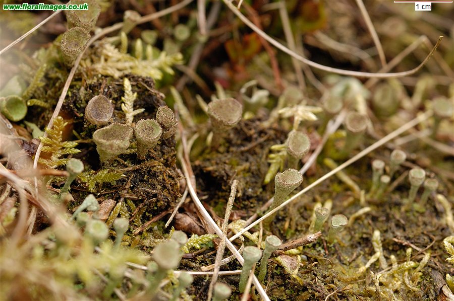 Cladonia fimbriata