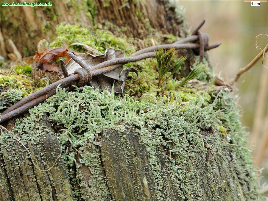 Cladonia humilis