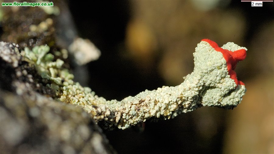 Cladonia macilenta