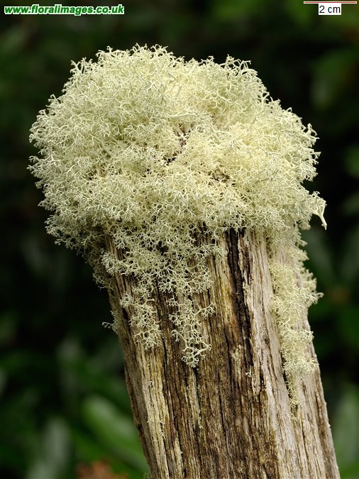 Cladonia portentosa