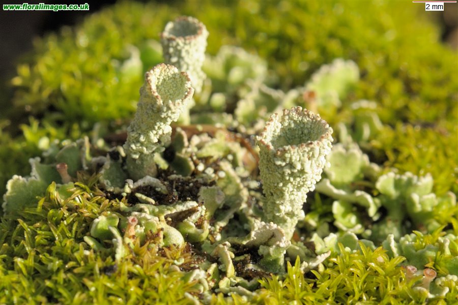 Cladonia pyxidata