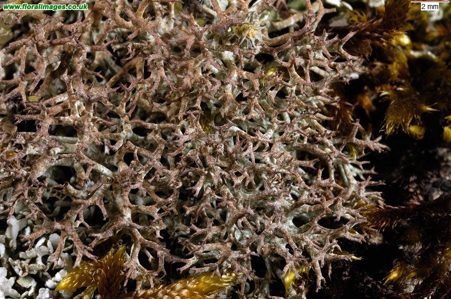 Cladonia rangiformis