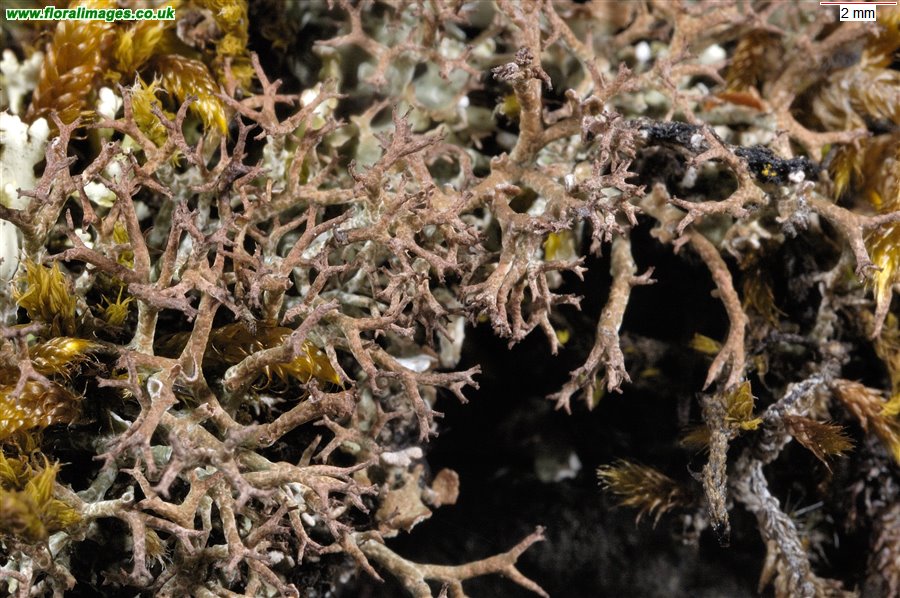 Cladonia rangiformis