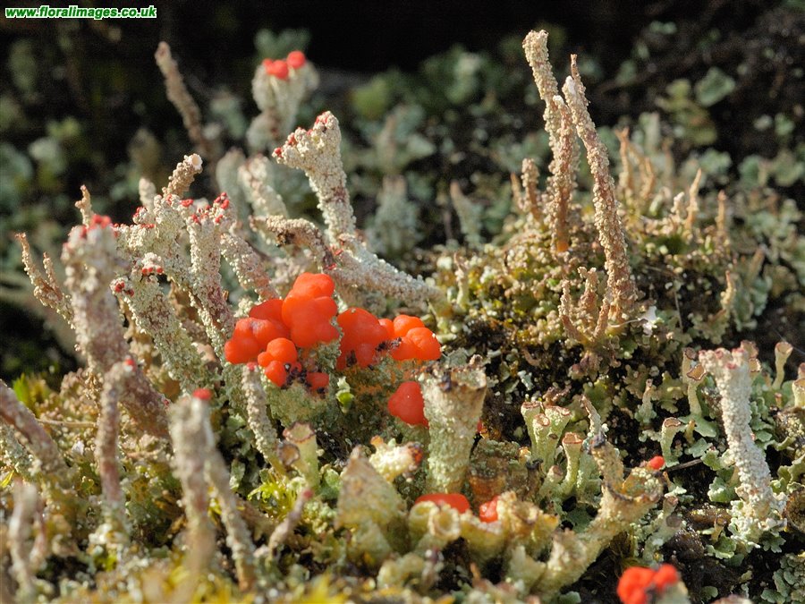 Cladonia sp.