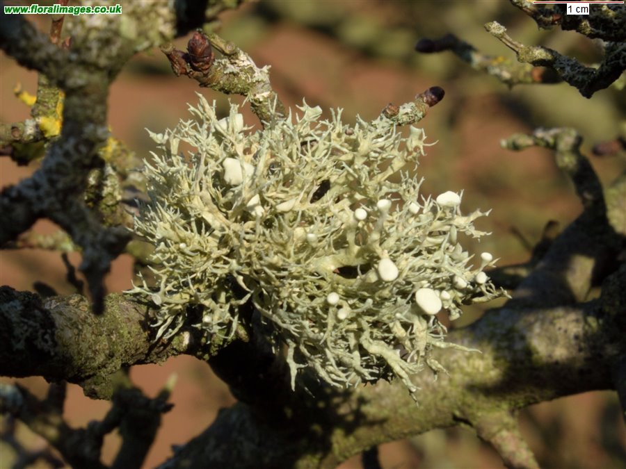 Cladonia spp.