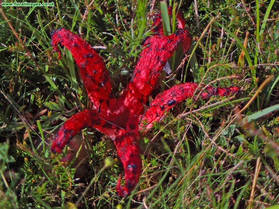 Clathrus archeri