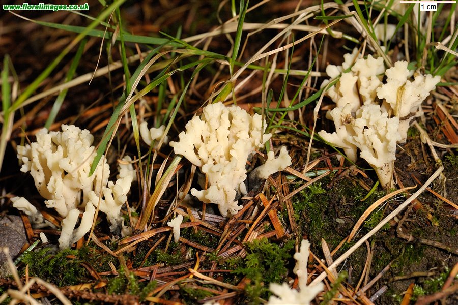 Clavulina rugosa