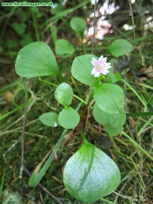 Claytonia sibirica