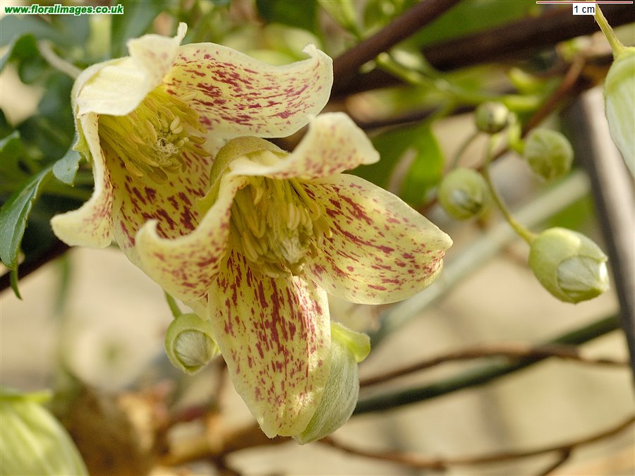Clematis cirrhosa