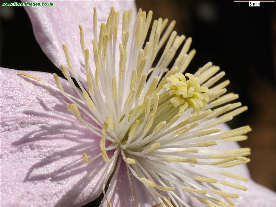 Clematis montana