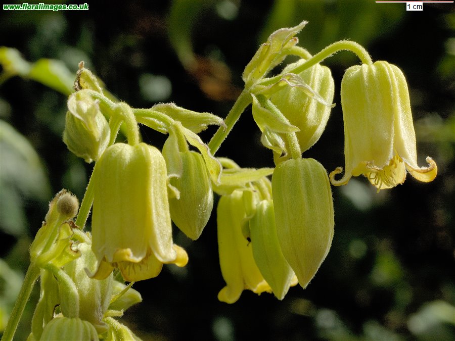 Clematis rehderiana